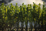 PLANTAS FORESTALES, FRUTALES Y ORNAMENTALES