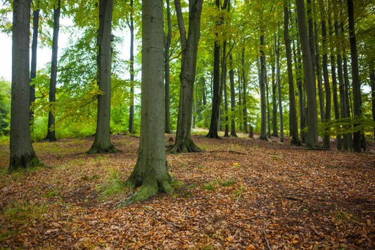 Bosque general