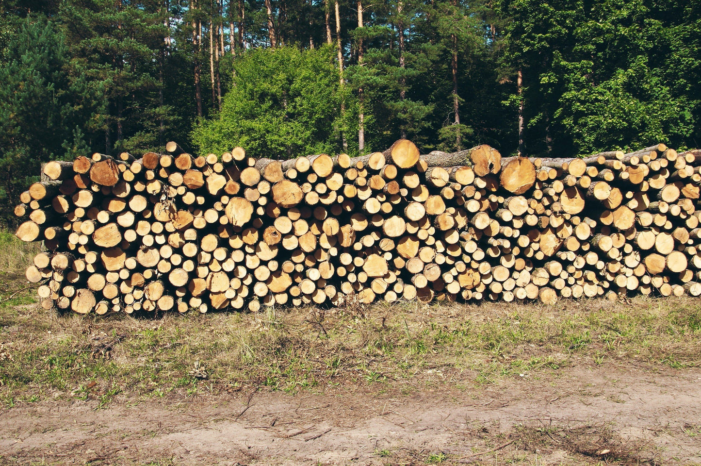 Leña de madera de pino