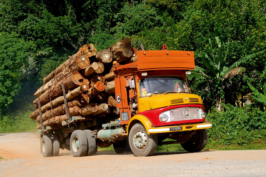 Transporte de troncos de pino